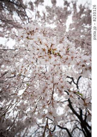 本満寺　枝垂れ糸桜 8230126