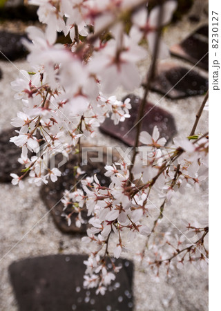 本満寺　枝垂れ糸桜 8230127