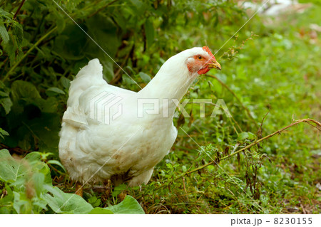 White Hen in green grass White Hen in green grass 8230155
