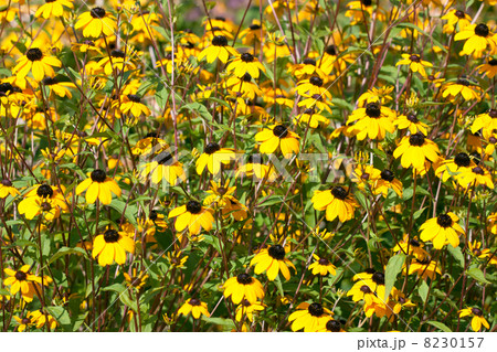 Yellow Rudbeckia Yellow Rudbeckia 8230157