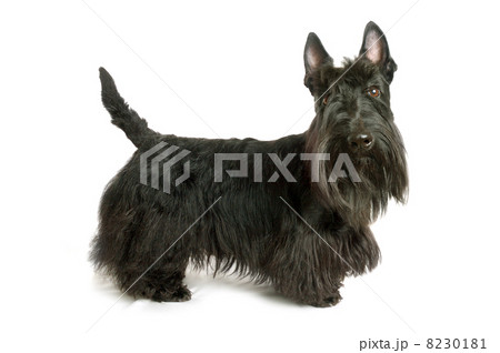 Scottish terrier Scottish terrier 8230181