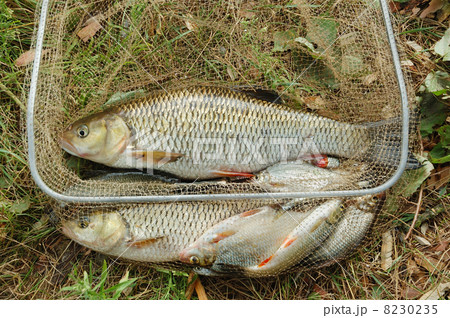 Fish in net 8230235