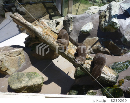 動物 動物 8230269