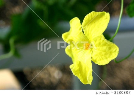 ゴウヤの花 8230307
