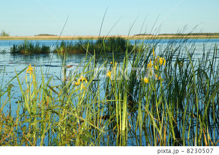 Yellow iris Yellow iris 8230507