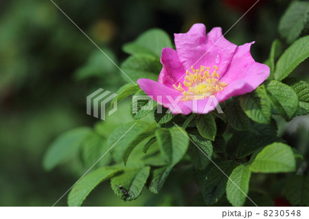 ハマナスの花 8230548