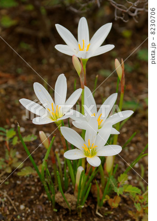 都市農業公園の白い花・タマスダレ 8230706