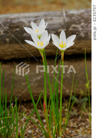 都市農業公園の白い花・タマスダレ 8230707