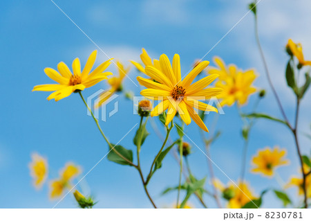 鮮やかな菊芋の黄色い花と青い空 8230781