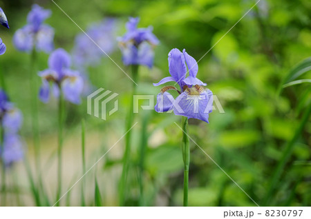 アヤメ アヤメ 8230797