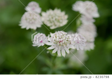 アストランチャ 8230798