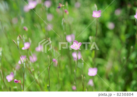 夕化粧 夕化粧 8230804