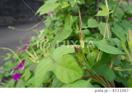 朝顔のツボミ 朝顔のツボミ 8231067