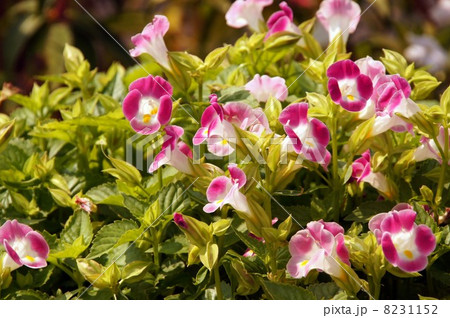 トレニア トレニア 8231152