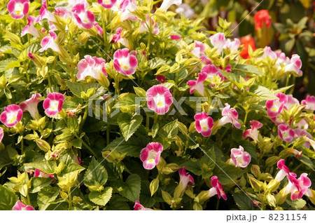 トレニア トレニア 8231154