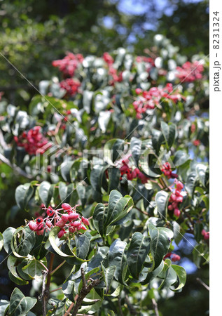 ゴンズイの実と種 8231324