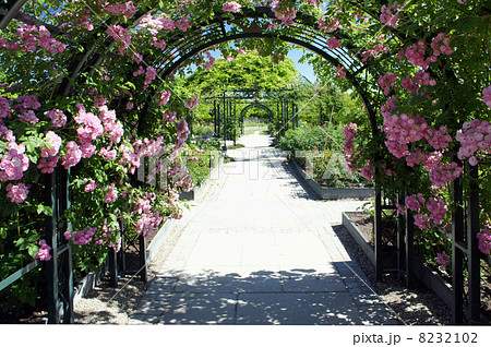 バラアーチのあるイングリッシュガーデン 8232102