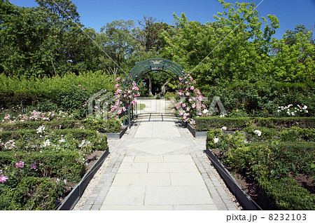 バラアーチ バラアーチ 8232103