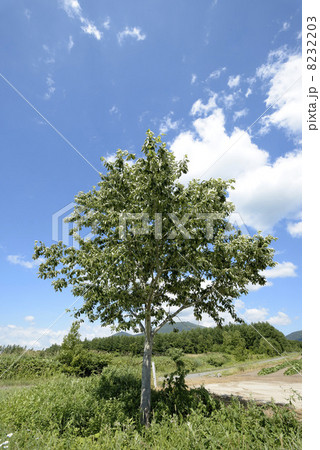 青空の富良野と一本の柏の木 8232203