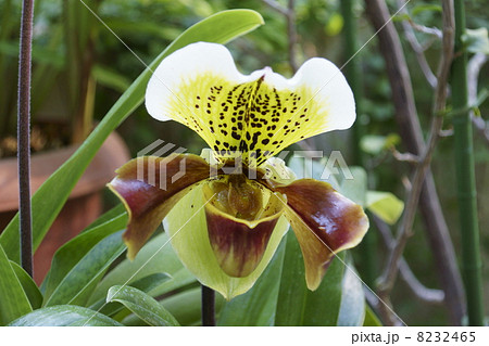 パフィオペディラム パフィオペディラム 8232465