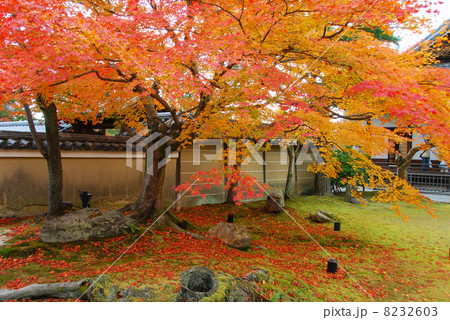 高台寺の紅葉 8232603