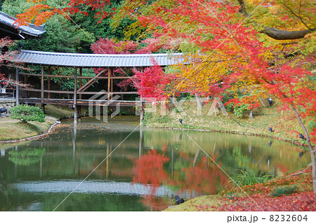 高台寺　臥龍池の紅葉 8232604