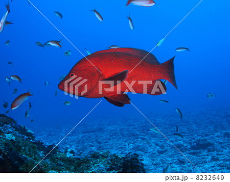 アザハタ アザハタ 8232649