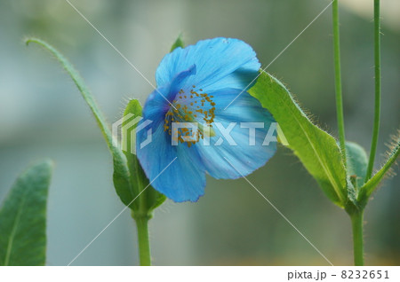 ヒマラヤの青いケシ 8232651