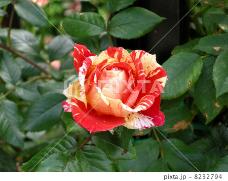 斑のバラ 8232794