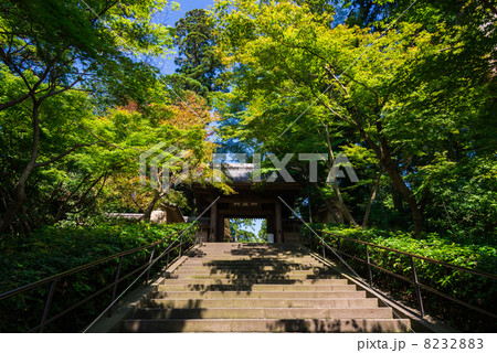 鎌倉　円覚寺　総門 8232883