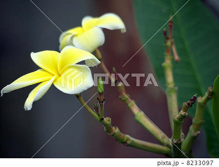 プルメリア 8233097