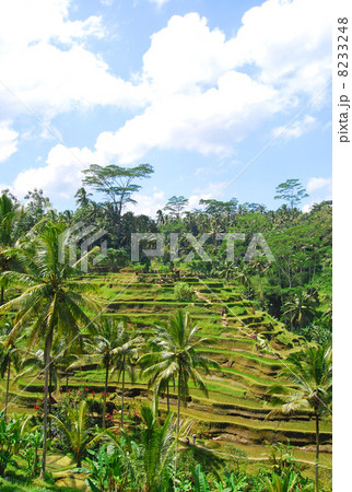 ウブド　棚田　ライステラス　 ライスフィールド　テガララン村　テガララン　稲　バリ島　インドネシア　アジア　東南アジア　米　稲作　段々畑　田　水田　田んぼ　田園　田園風景　耕作地　山間地域　自然　風景 8233248