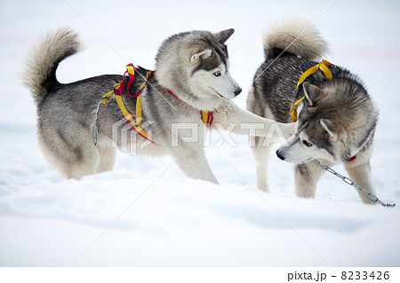 Two playing siberian husky dogs outdoor 8233426
