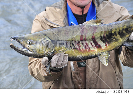 サケ捕獲 8233443