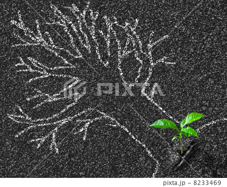 Chalk contour of tree on asphalt road and young growth concept Chalk contour of tree on asphalt road and young growth concept 8233469
