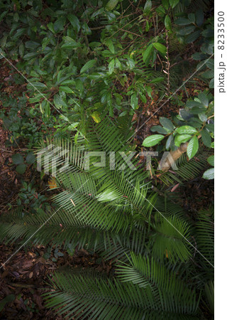 ジャングル(俯瞰撮影)　ボルネオ島 8233500