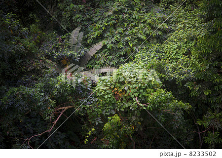 ジャングル(俯瞰撮影) ボルネオ島 ジャングル(俯瞰撮影) ボルネオ島 8233502