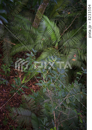 ジャングル(俯瞰撮影)　ボルネオ島 8233504