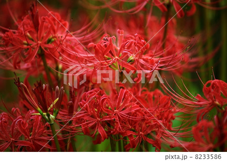 彼岸花 8233586