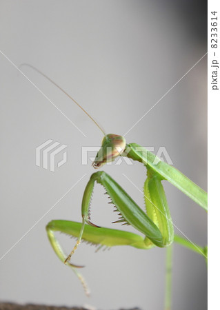オオカマキリの幼虫 8233614