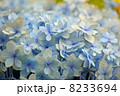 青い紫陽花 8233694