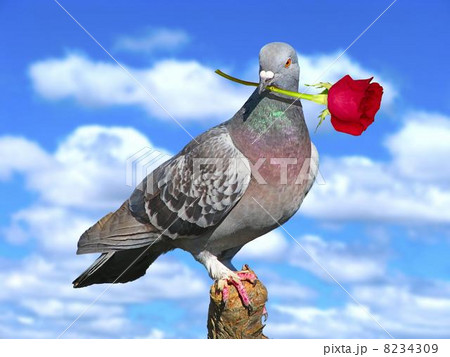 bird with a rose 8234309