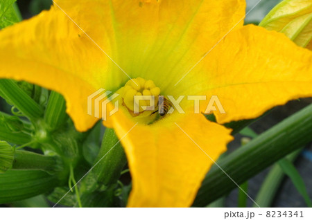 ズッキーニの雌花とミツバチ 8234341