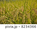 実りの秋 8234366