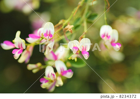 ハギの花 8234372