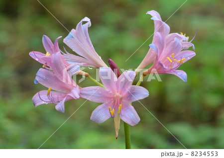 リコリス・スプレンゲリー 8234553