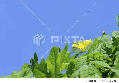 ツルレイシ（ゴーヤ） 8234676