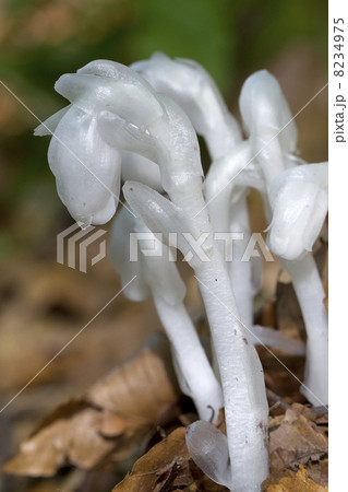 ギンリョウソウモドキ 8234975