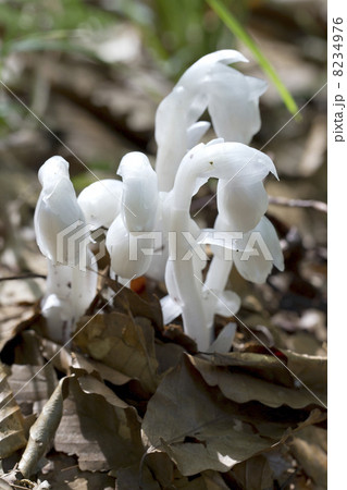 ギンリョウソウモドキ 8234976