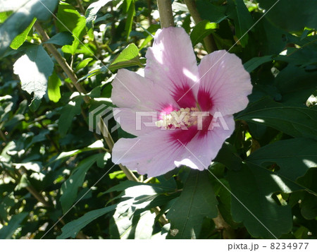 ムクゲ 8234977